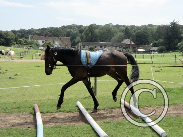 Fluke long reining (6)