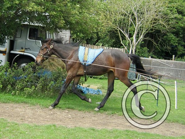 Fluke long reining (7)