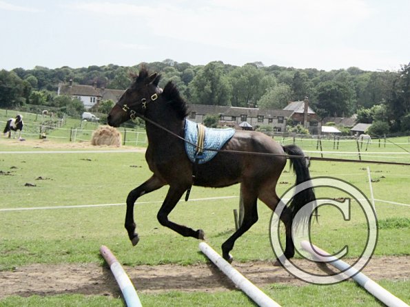 Fluke long reining (8)