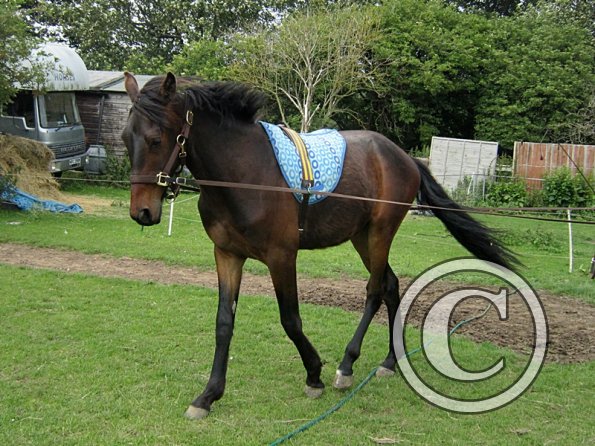 Fluke long reining (9)