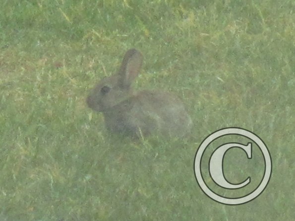 Baby rabbit
