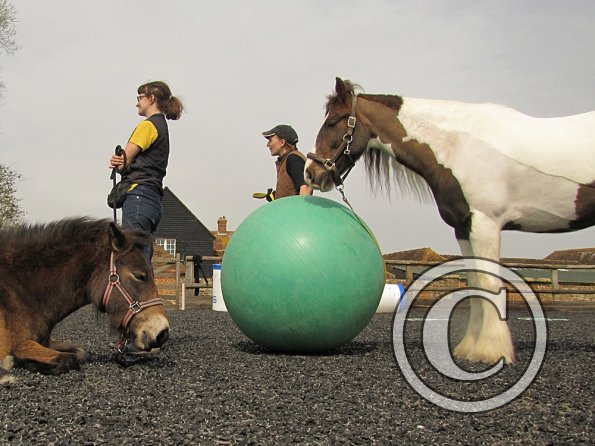 Exhausted ponies (10)