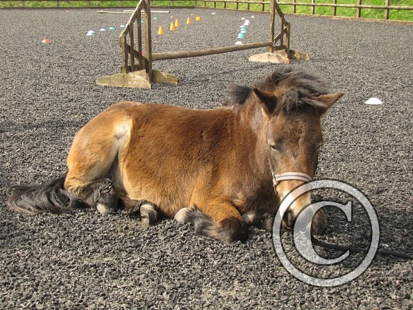 Exhausted ponies (2)