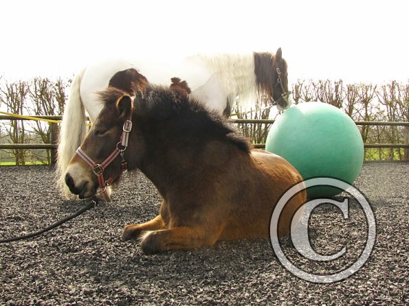 Exhausted ponies (5)