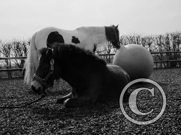 Exhausted ponies (6)