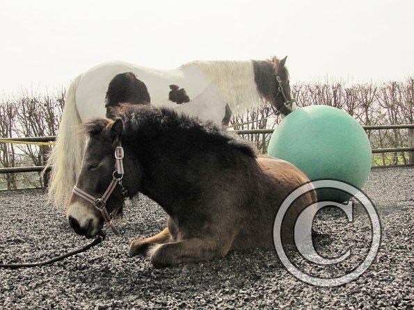 Exhausted ponies (7)