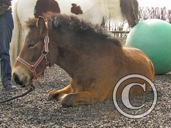 Exhausted ponies (8)