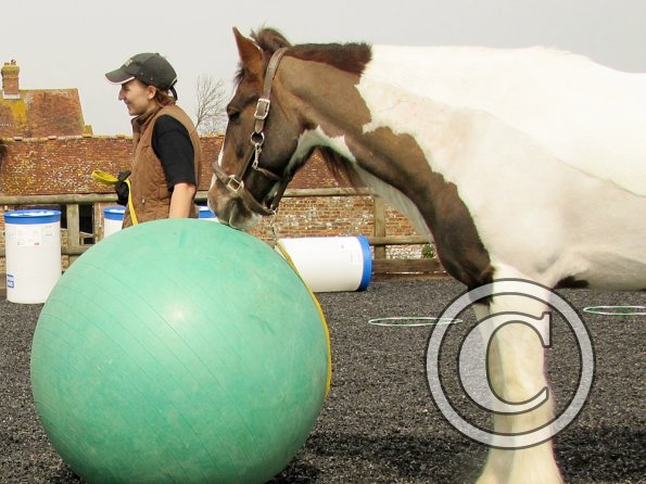 Exhausted ponies (9)