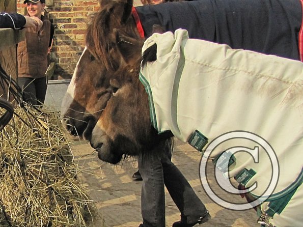 Lance and Appley concrete paddock (2)