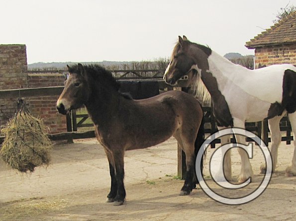 Lance and Appley concrete paddock (3)