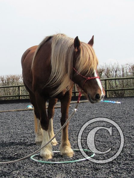 Random Parelli horse (2)