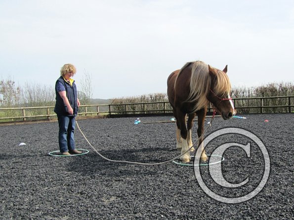 Random Parelli horse