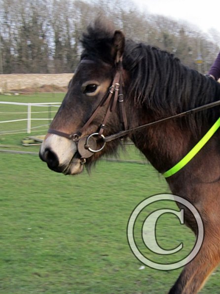 Julie and Appley (30)