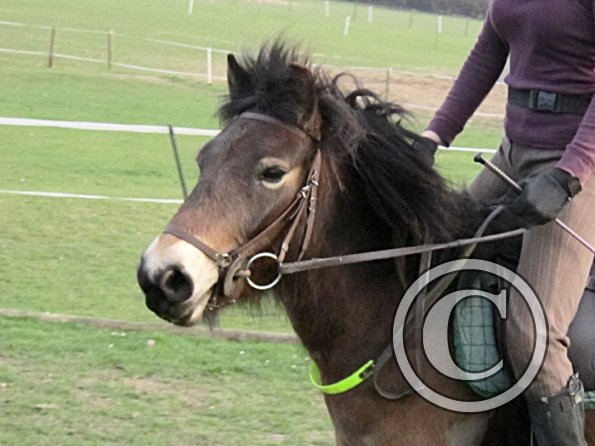 Julie and Appley (6)