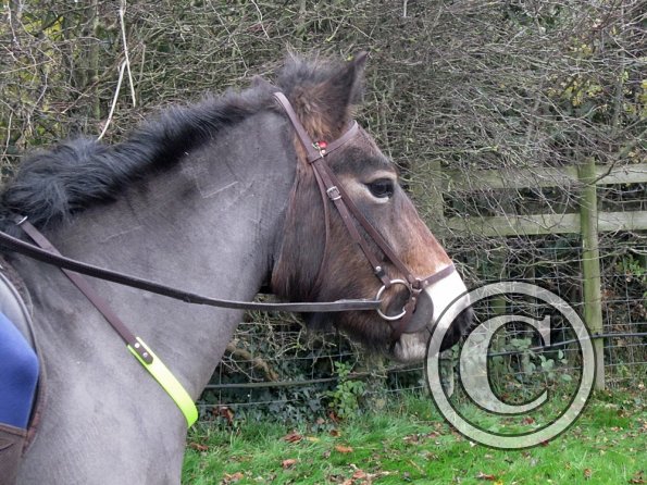 Julia and Appley (4)