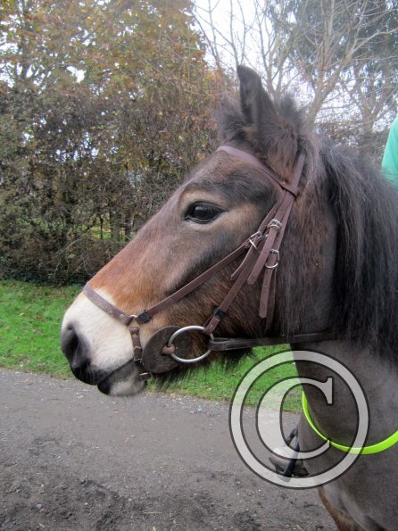 Julia and Appley (5)