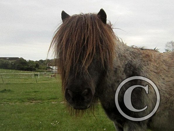 Karen and Dangel (10)