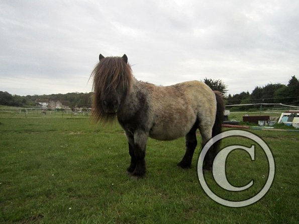 Karen and Dangel (9)