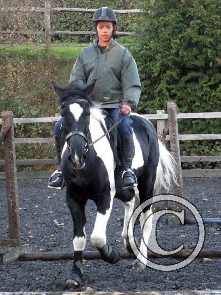 JD trotting poles (10)