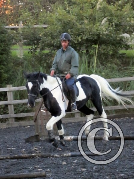 JD trotting poles (11)