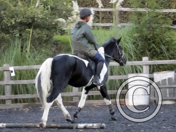 JD trotting poles (12)