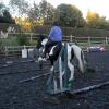 JD trotting poles (13)
