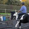 JD trotting poles (14)