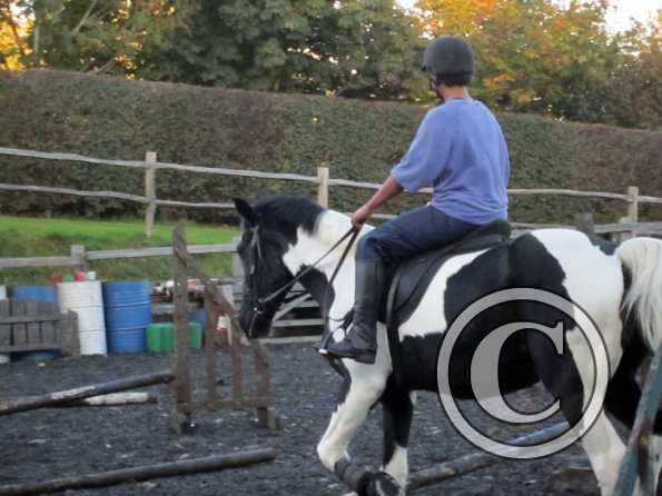 JD trotting poles (14)