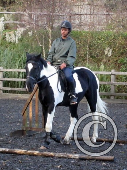 JD trotting poles (2)