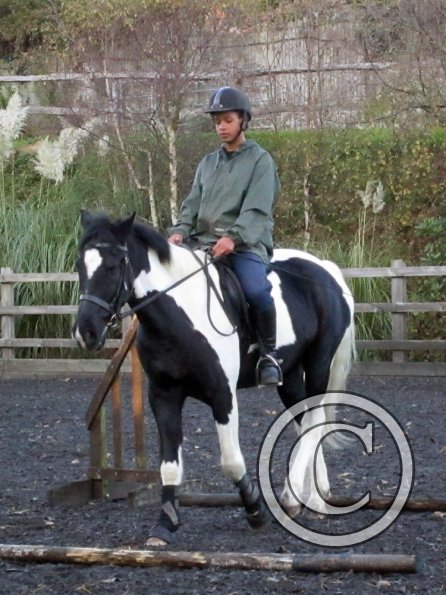 JD trotting poles (3)