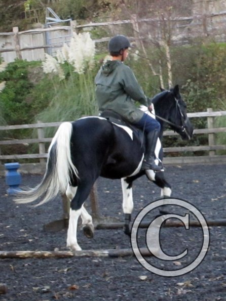 JD trotting poles (4)