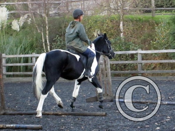 JD trotting poles (5)