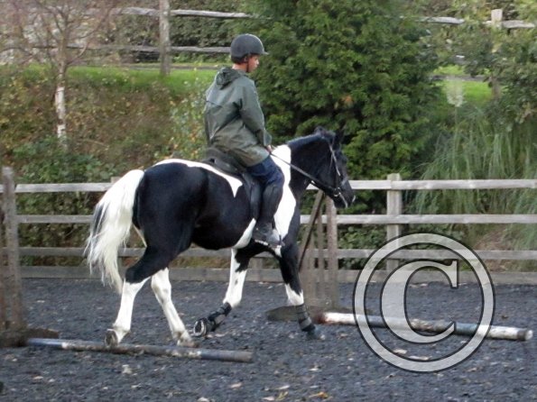 JD trotting poles (6)