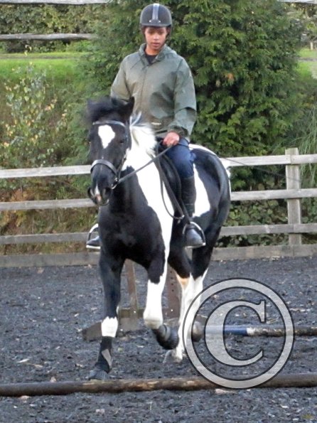 JD trotting poles (7)