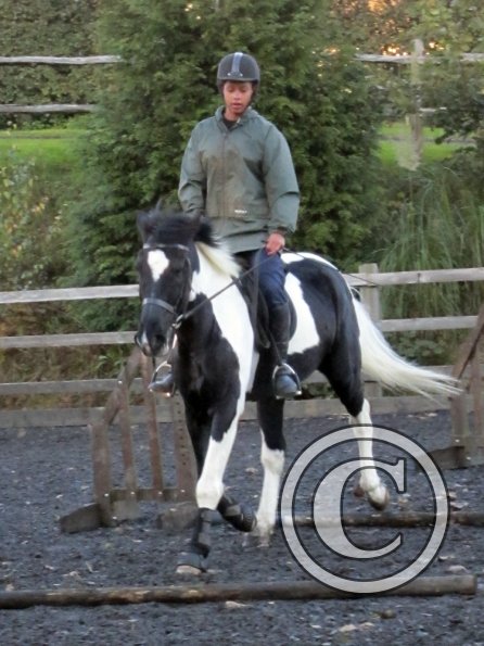 JD trotting poles (8)