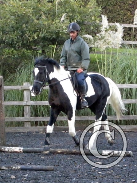 JD trotting poles (9)