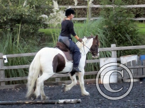 Lance trotting poles (11)