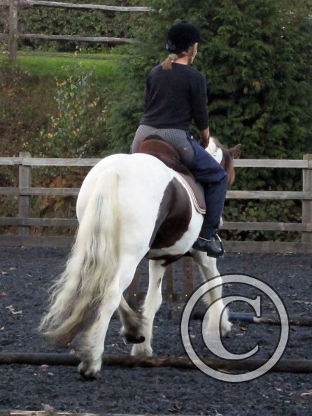 Lance trotting poles (12)