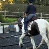 Lance trotting poles (15)