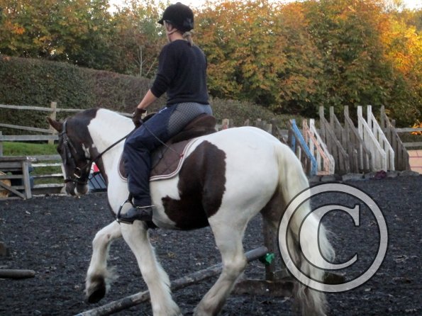 Lance trotting poles (16)