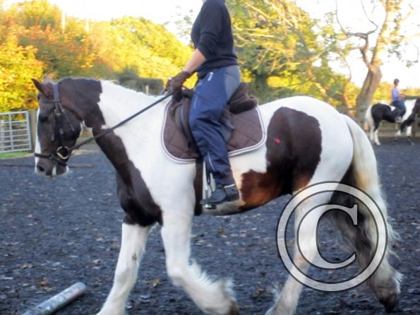 Lance trotting poles (17)