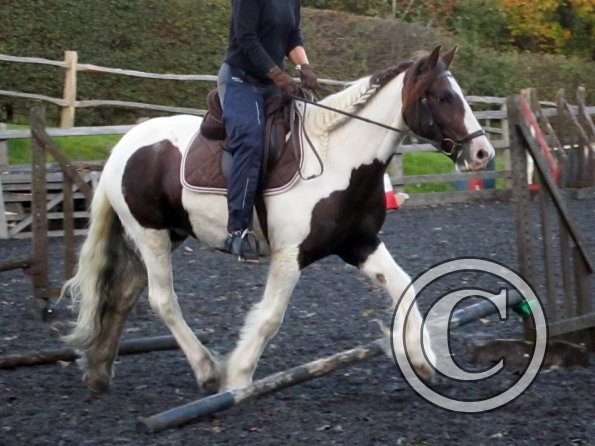 Lance trotting poles (19)