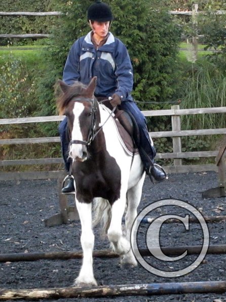 Lance trotting poles (4)