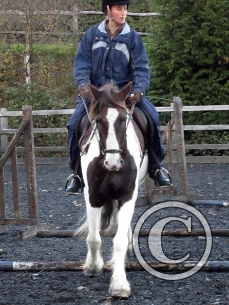 Lance trotting poles (5)