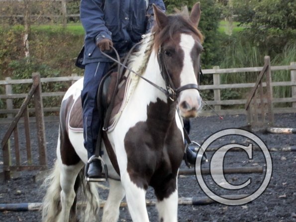 Lance trotting poles (7)