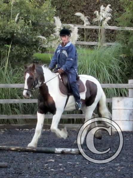 Lance trotting poles (8)