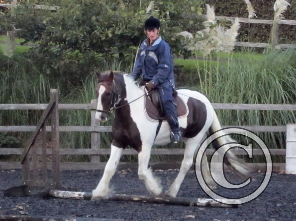 Lance trotting poles (9)