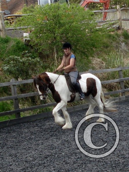 Trot (20)