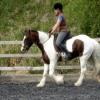Trot (3)