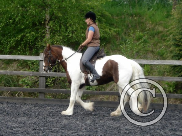 Trot work (11)